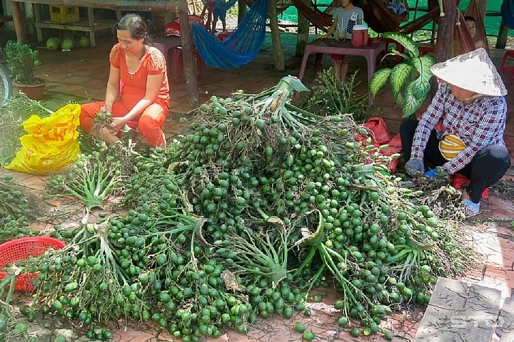 Cẩn trọng khủng hoảng thừa trái cau